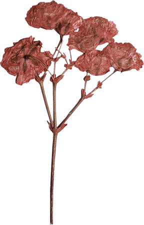 Pressed Red Flowers